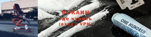 сатива Новозыбков