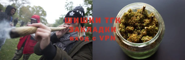 сатива Новозыбков