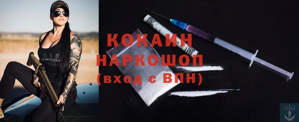 сатива Новозыбков