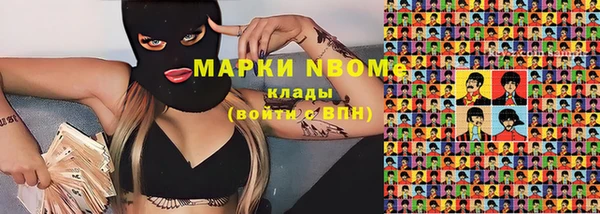 сатива Новозыбков
